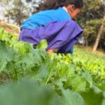 स्कूल पोषण वाटिका