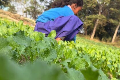 स्कूल पोषण वाटिका