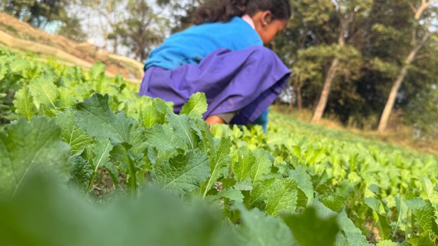 स्कूल पोषण वाटिका