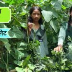 सुपोषण वाटिका